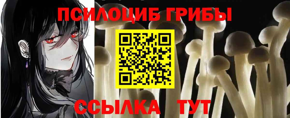 Псилоцибиновые грибы Psilocybe Камышлов